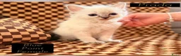 Ragdoll cats for sale: 💫 EXQUISITE RAGDOLL KITTENS  - Advert 11
