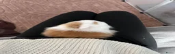 Angora rabbits for sale: 2 Bonded Does For Rehome - 5* homes only!!  - Advert 5