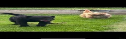 Mixed Breed dogs for sale: Mixed breed terrier pups in Belper - Advert 5