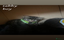 American Shorthair cats for sale: Mixed Shorthair Kittens - Image 4