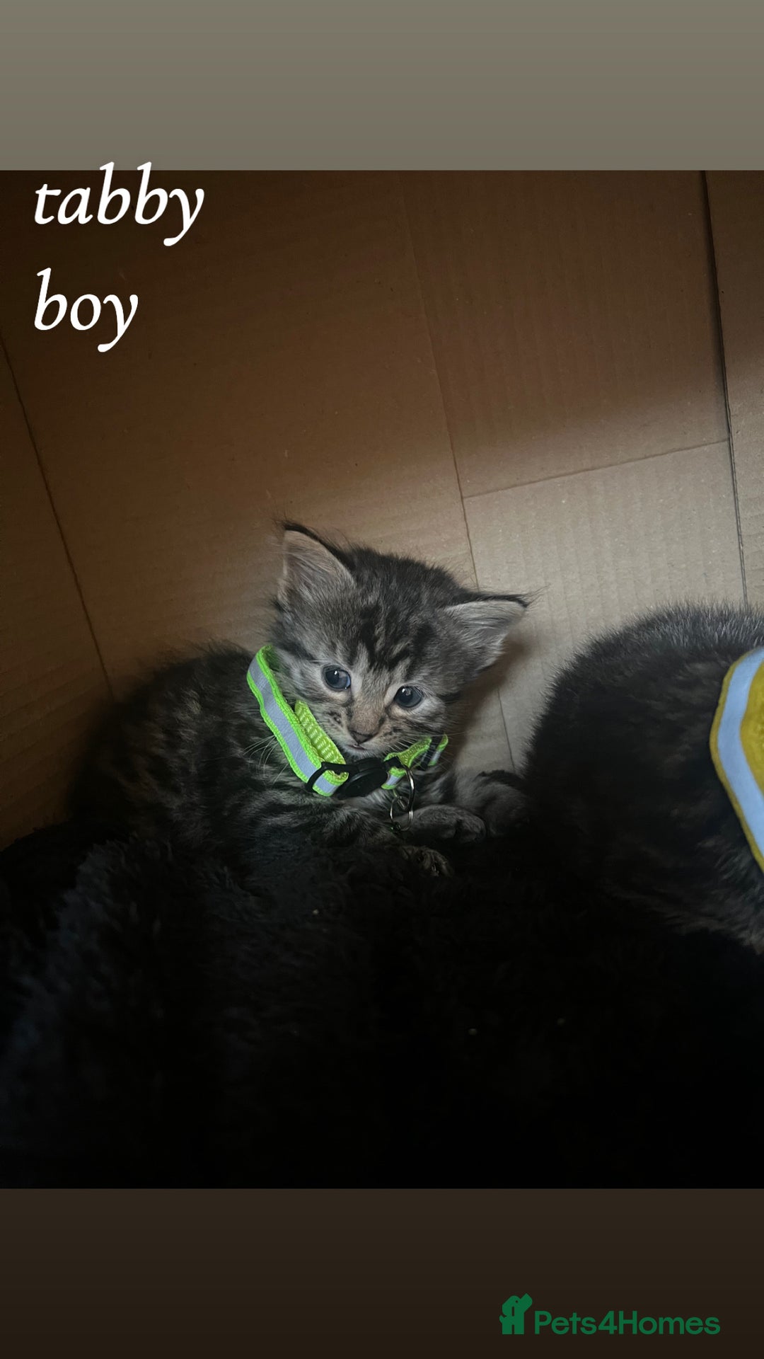 American Shorthair cats for sale: Mixed Shorthair Kittens - Image 4