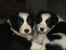 Border Collie dogs - Advert 7