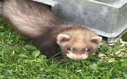 Ferret rodents for sale: Ferrets for sale - Image 3