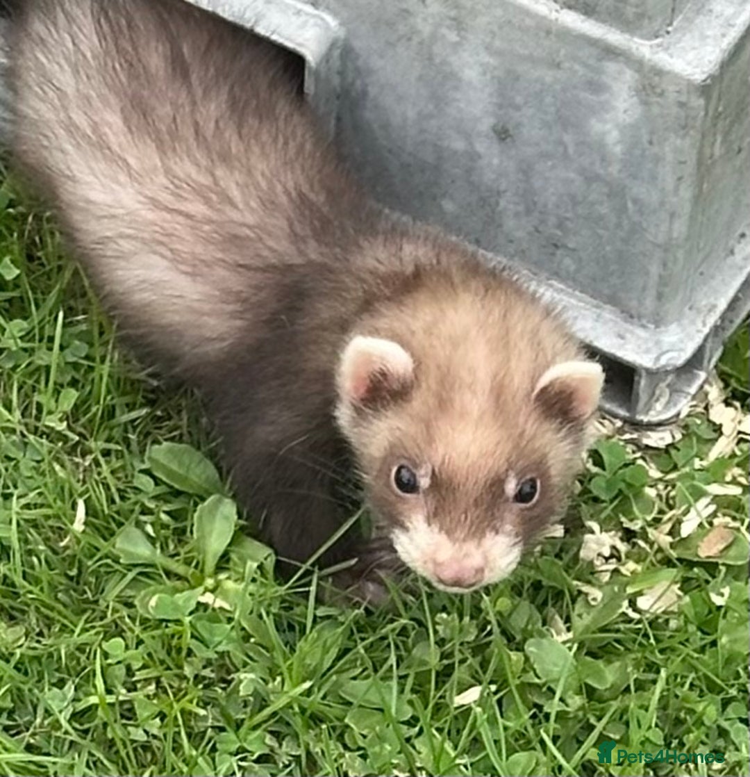 Ferret rodents for sale: Ferrets for sale - Image 3
