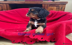 Cavalier King Charles Spaniel dogs for sale: Gorgeous Cavalier king charles puppies for sale - Image 5