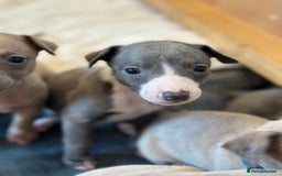 Whippet dogs for sale: READY NEXT WEEK! GORGEOUS WHIPPET PUPPIES - Image 24