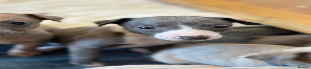 Whippet Puppy 2