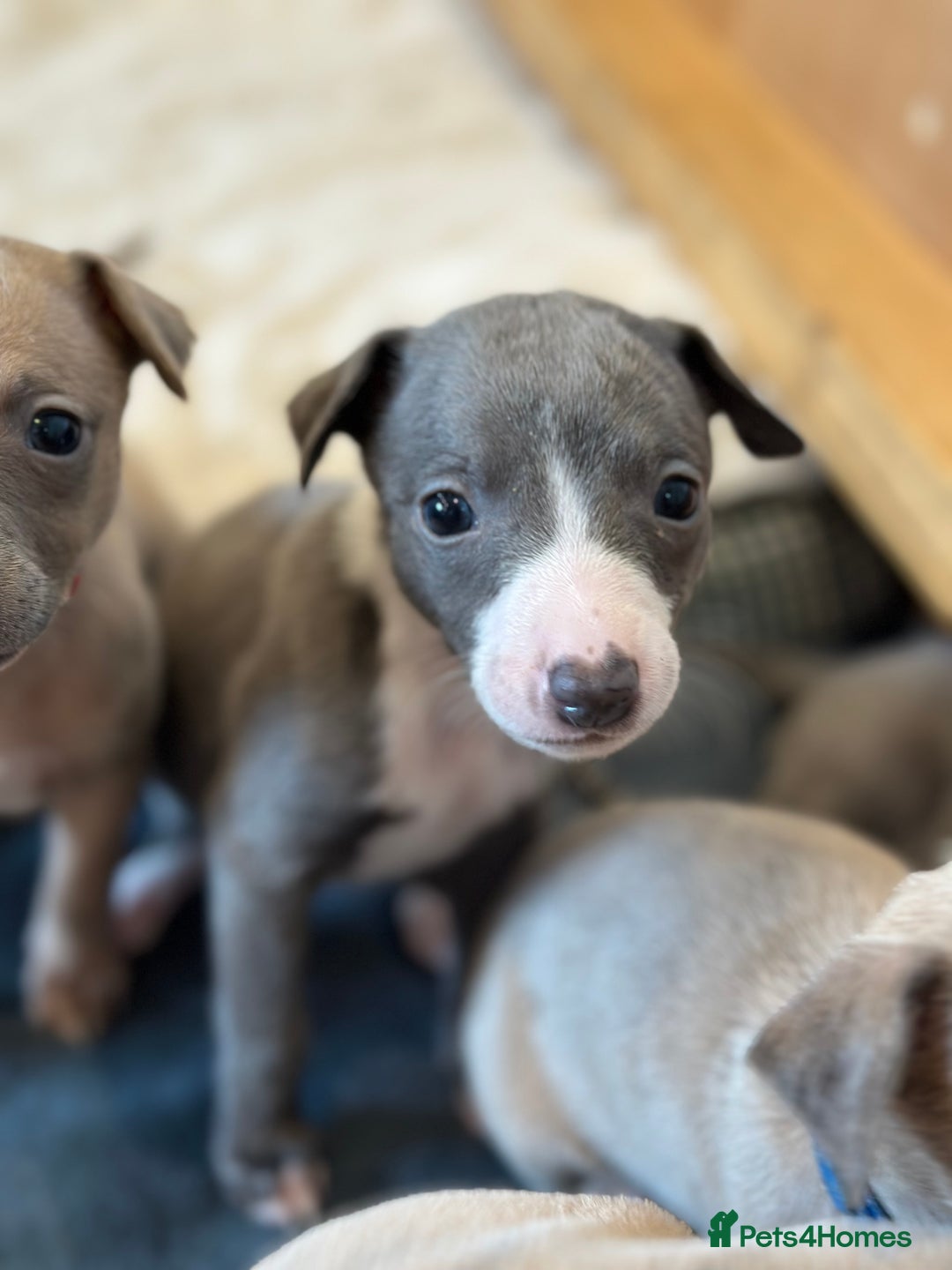 Whippet dogs for sale: READY NEXT WEEK! GORGEOUS WHIPPET PUPPIES - Image 24