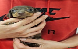 Miniature Dachshund dogs for sale: KC Registered Miniature Dachshund Puppies - Image 22