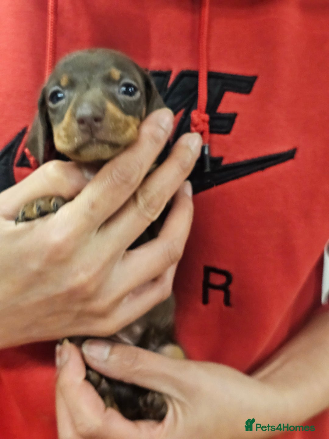 Miniature Dachshund dogs for sale: KC Registered Miniature Dachshund Puppies - Image 22