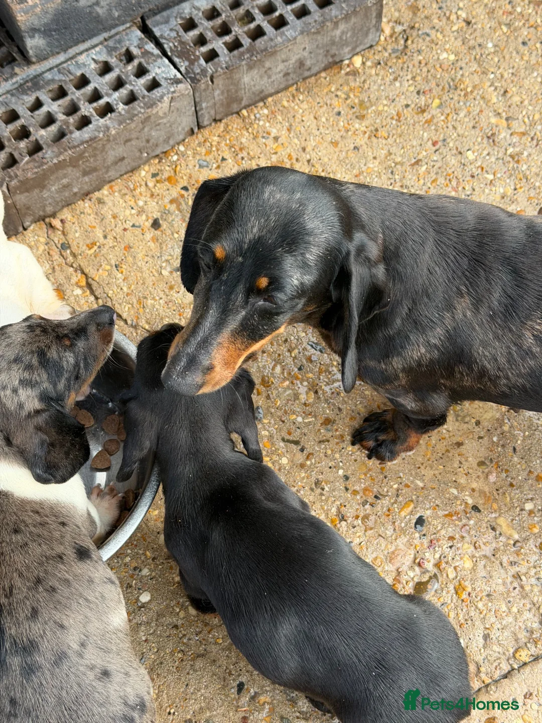 Dachshund dogs for sale: Dachshund puppies  - Advert 1