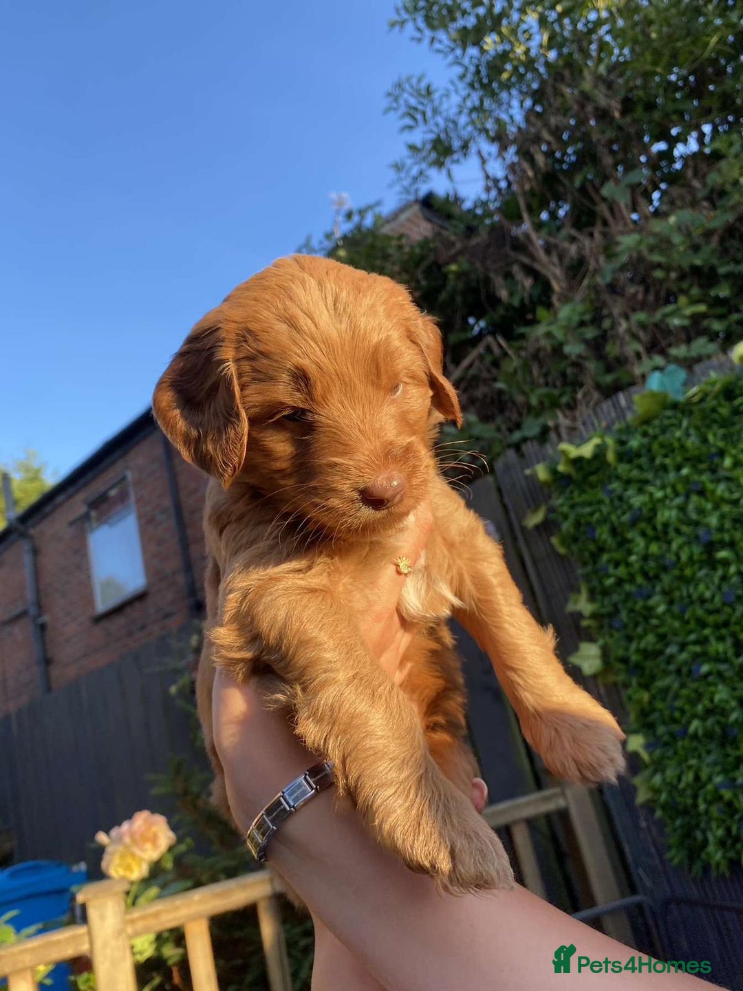 Australian Labradoodle dogs for sale: Australian Labradoodle - Image 17