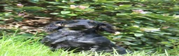 Cocker Spaniel dogs for stud: Black and Tan Cocker Spaniel at Stud - Advert 4