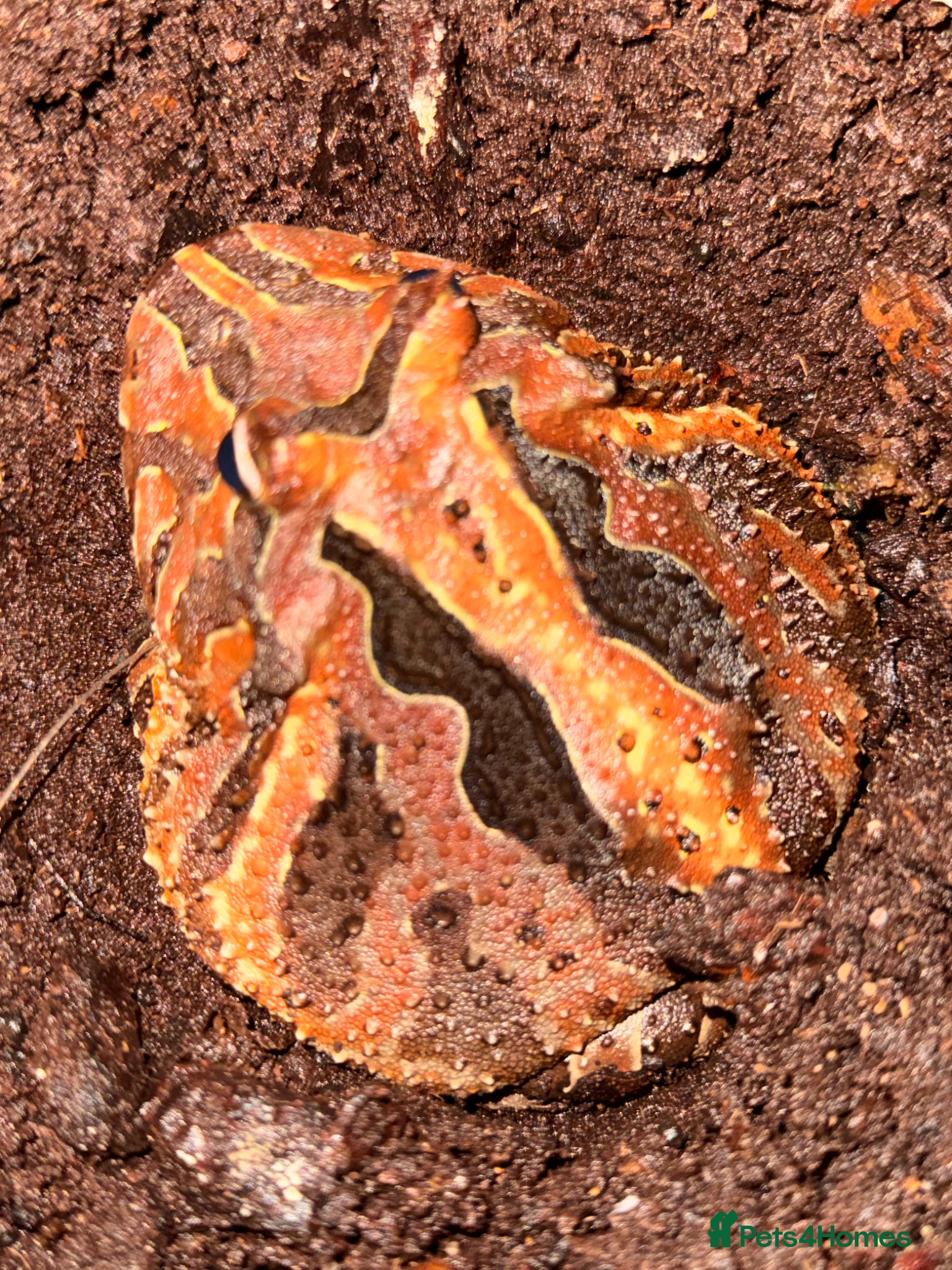 Frog reptiles Pacman frog - Advert 1