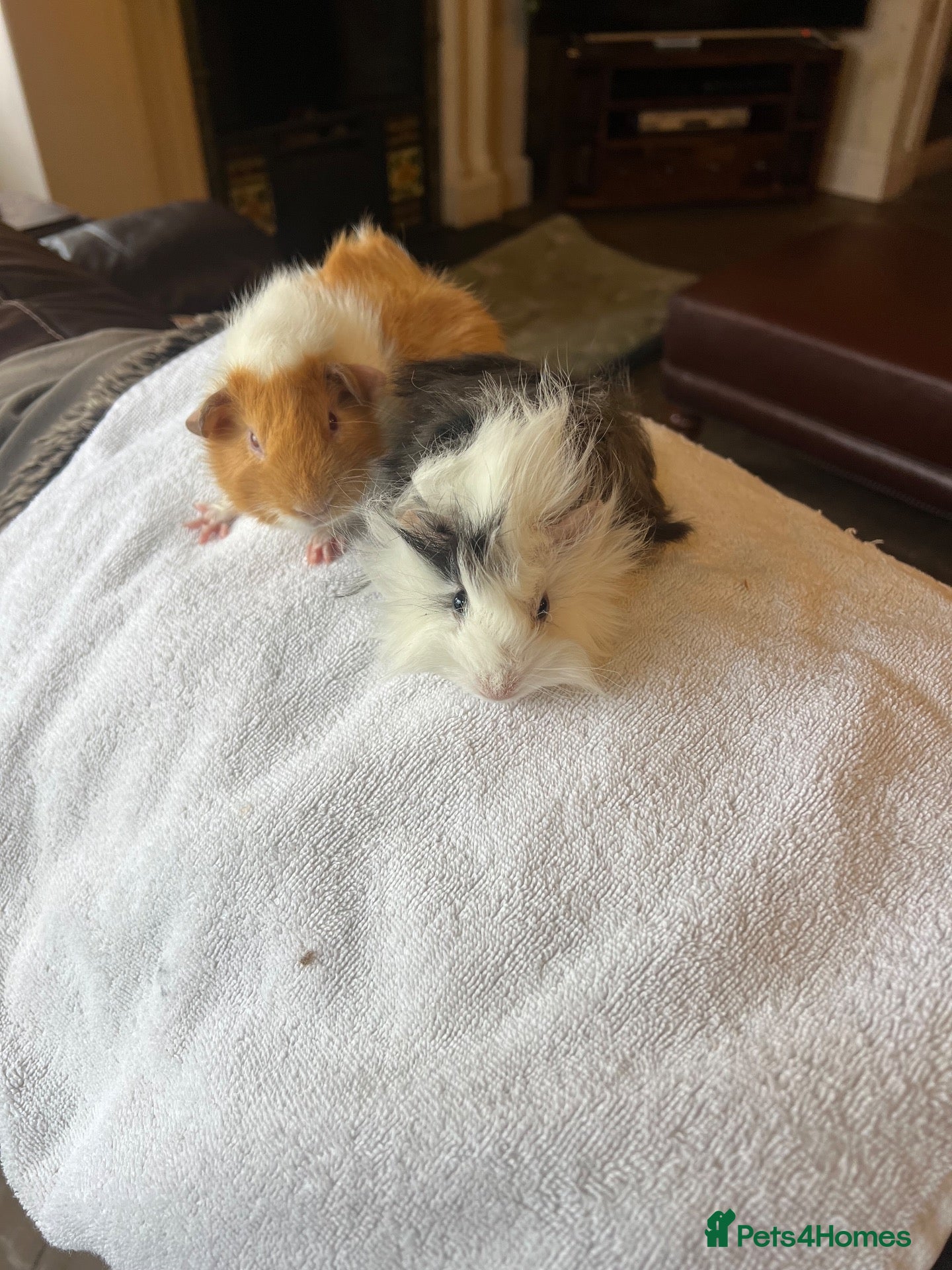 Guinea Pig rodents Gorgeous Guniea Pigs  - Advert 16