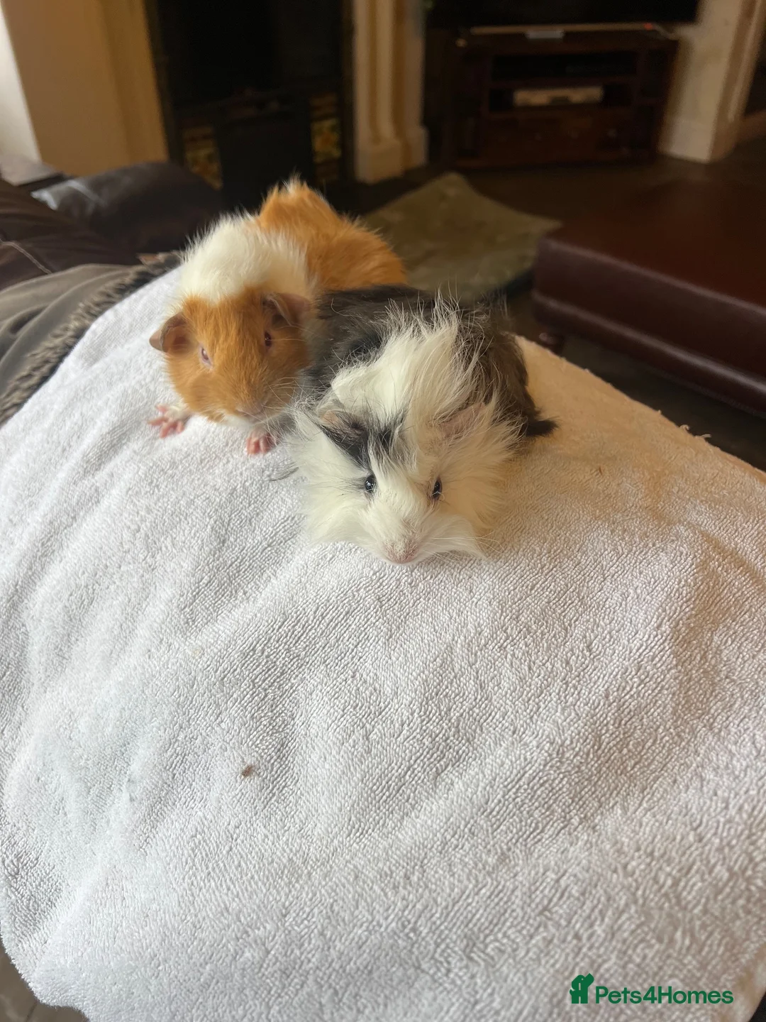 Guinea Pig rodents for sale: Gorgeous Guniea Pigs  - Advert 2