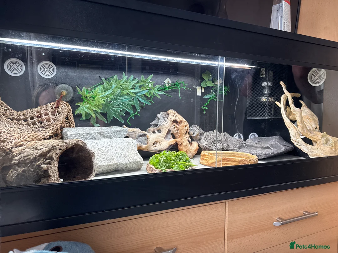 Bearded Dragon reptiles for sale: Bearded dragon  in Yateley - Advert 1