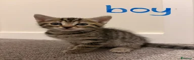 Boy 4