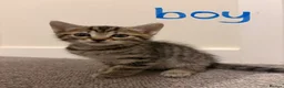 Mixed Breed cats for sale: 6 beautiful kittens! PLEASE read description!! - Advert 7