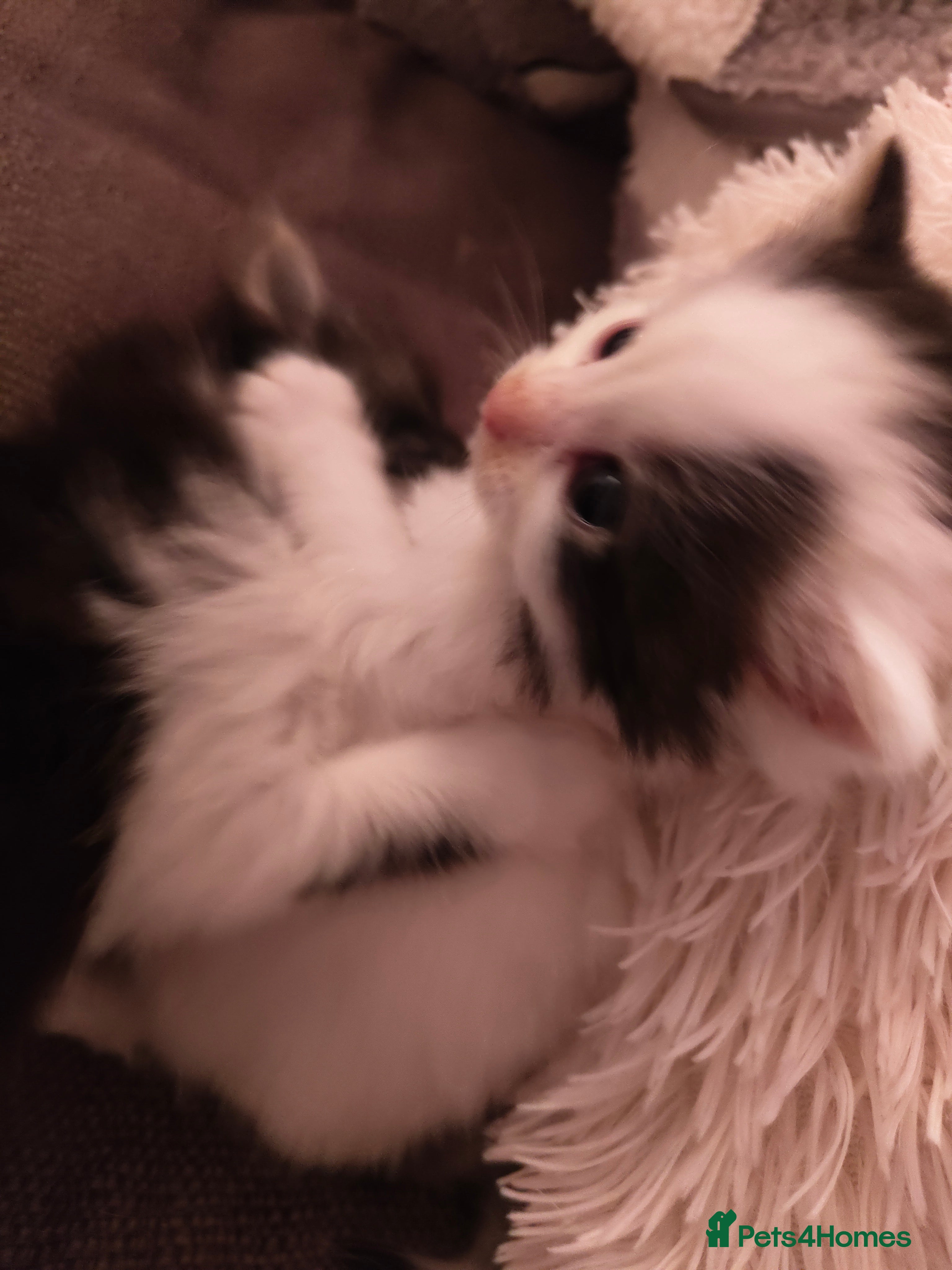 British Longhair cats Beautiful male kitten  - Advert 1