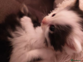 British Longhair cats Beautiful male kitten - Advert 1