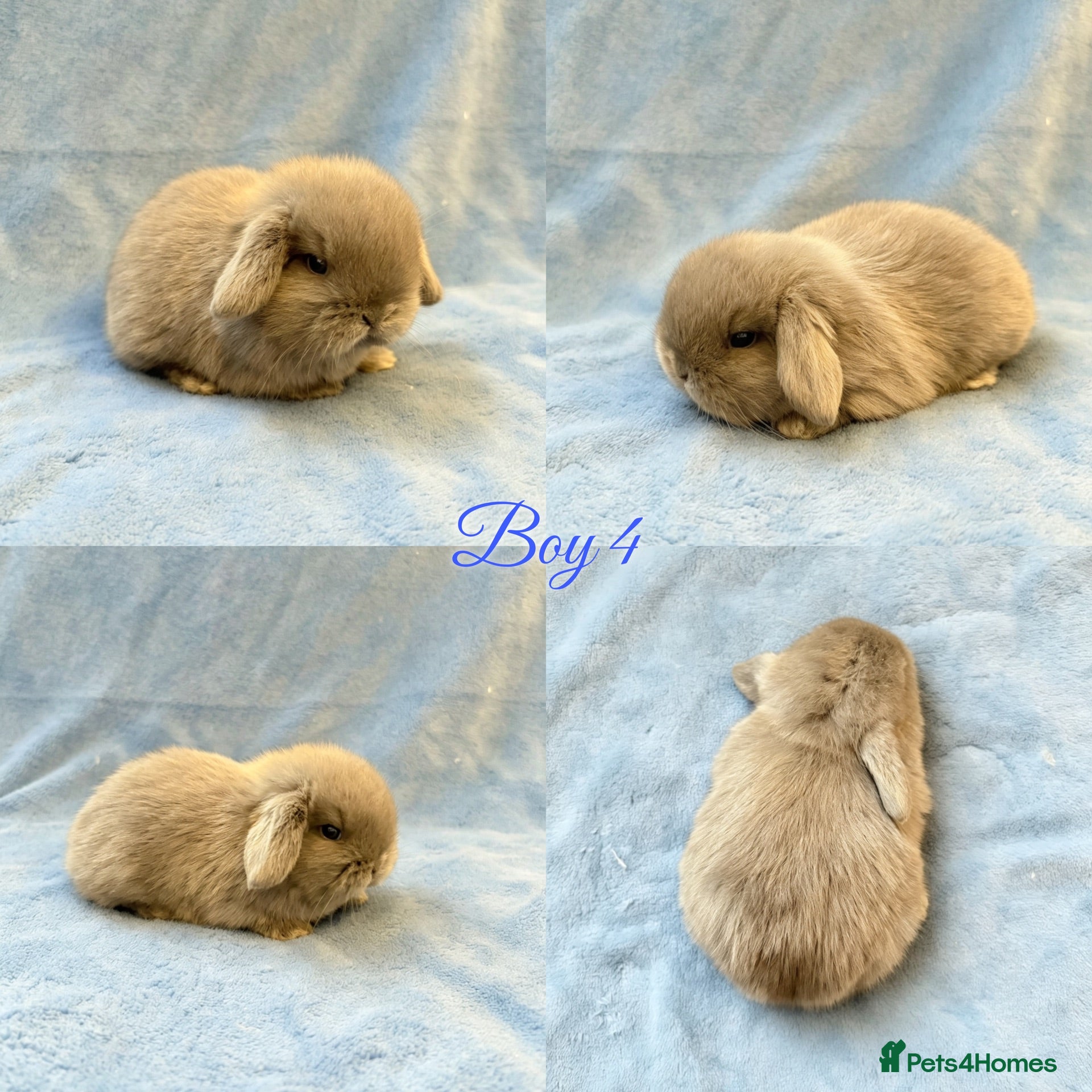 Mini Lop rabbits Baby Mini Lops Ready 15/07 - Advert 2
