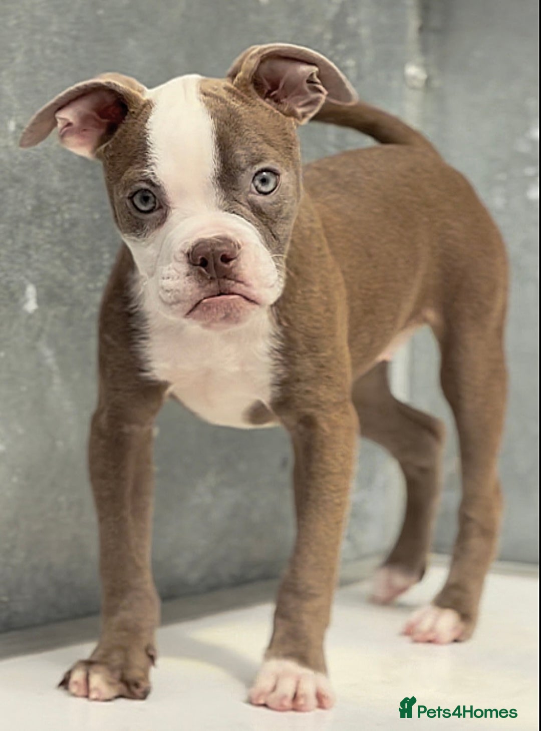 Olde English Bulldogge dogs for sale: Why Settle for Less? 5⭐️Rated,23 years experience  - Image 6