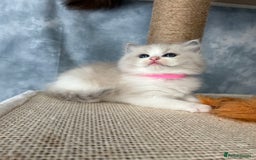 Ragdoll cats for sale: Unique patterned fluffy Ragdoll kittens - Image 12