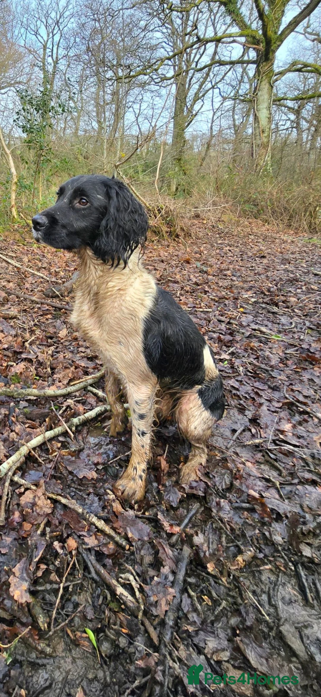 English Springer Spaniel dogs for stud: Wessexmac's King Kobe at Stud - Advert 1