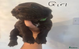 Cocker Spaniel dogs for sale: Cocker Spaniel Puppies - Image 17