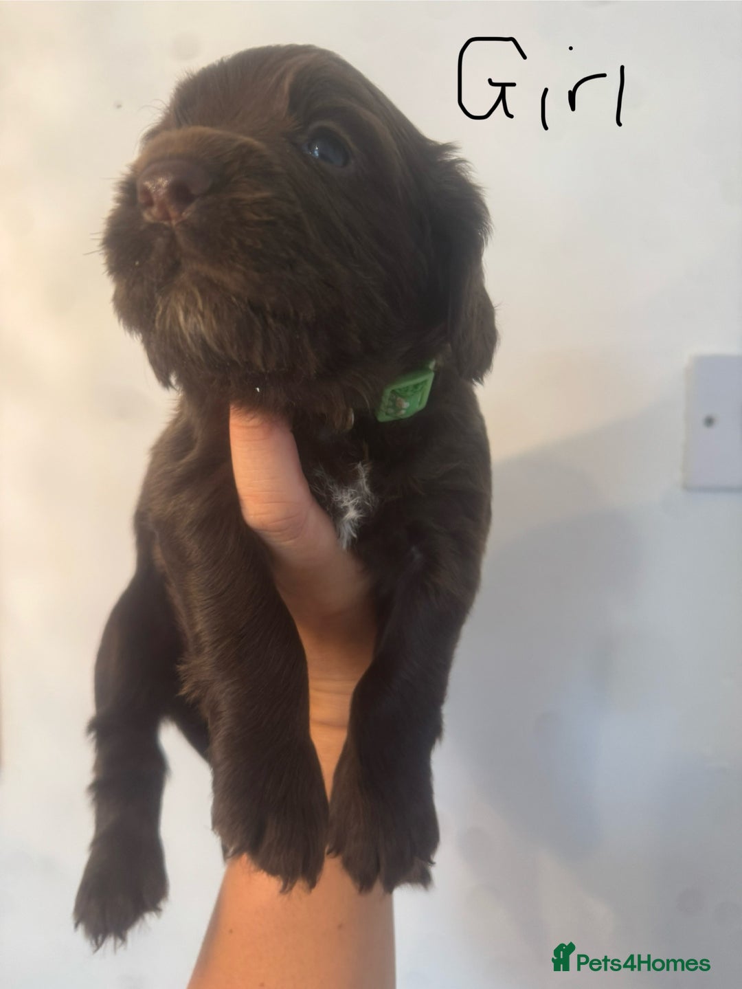Cocker Spaniel dogs for sale: Cocker Spaniel Puppies - Image 17