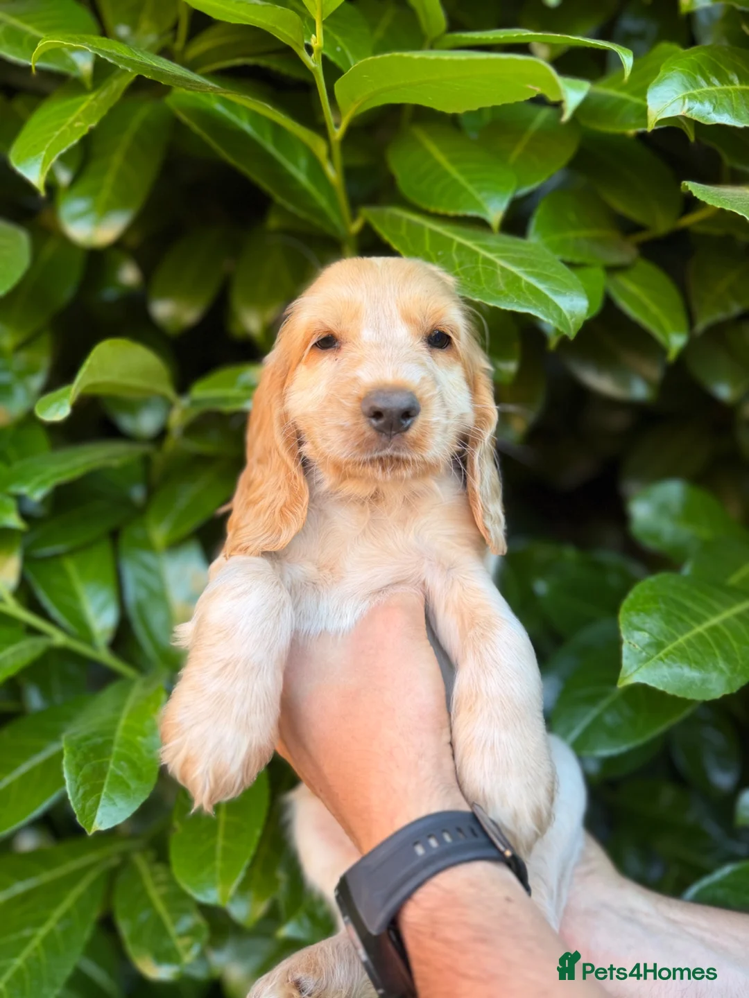 Cocker Spaniel dogs for sale: 1 Show Cocker Spaniel Male ready to go home in Nottingham - Advert 1