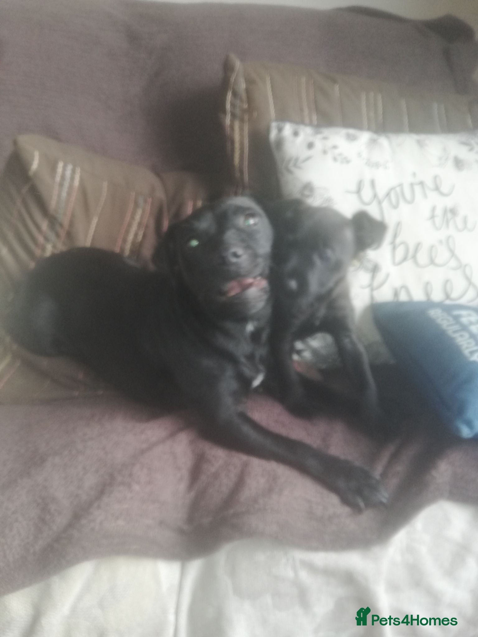 Patterdale Terrier dogs Perfect patterdales  - Advert 1