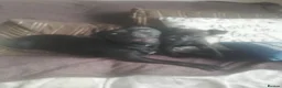 Patterdale Terrier dogs for sale: Perfect patterdales  in Barnsley - Advert 1