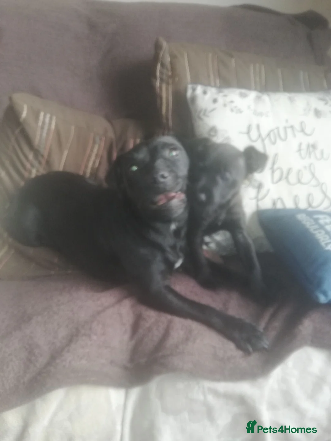 Patterdale Terrier dogs for sale: Perfect patterdales  in Barnsley - Advert 1