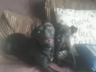 Patterdale Terrier dogs Perfect patterdales - Advert 17