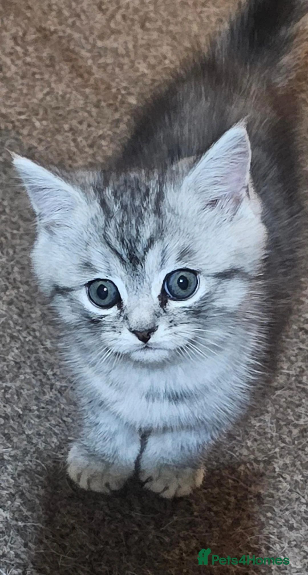 Mixed Breed cats for sale: Chinchilla persian cross kittens  - Advert 2