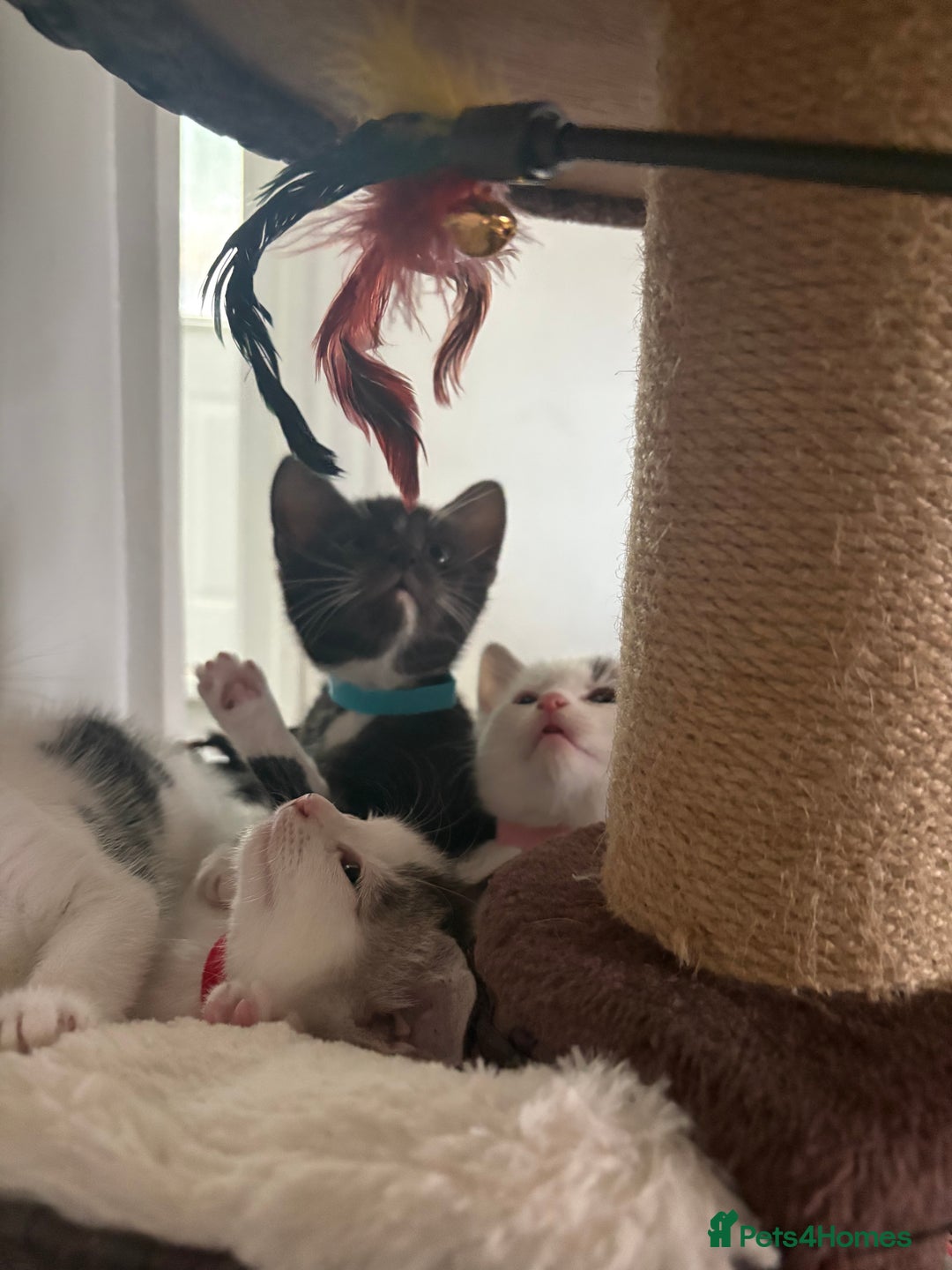 Mixed Breed cats for sale: Beautiful mixed breed kittens - Image 3