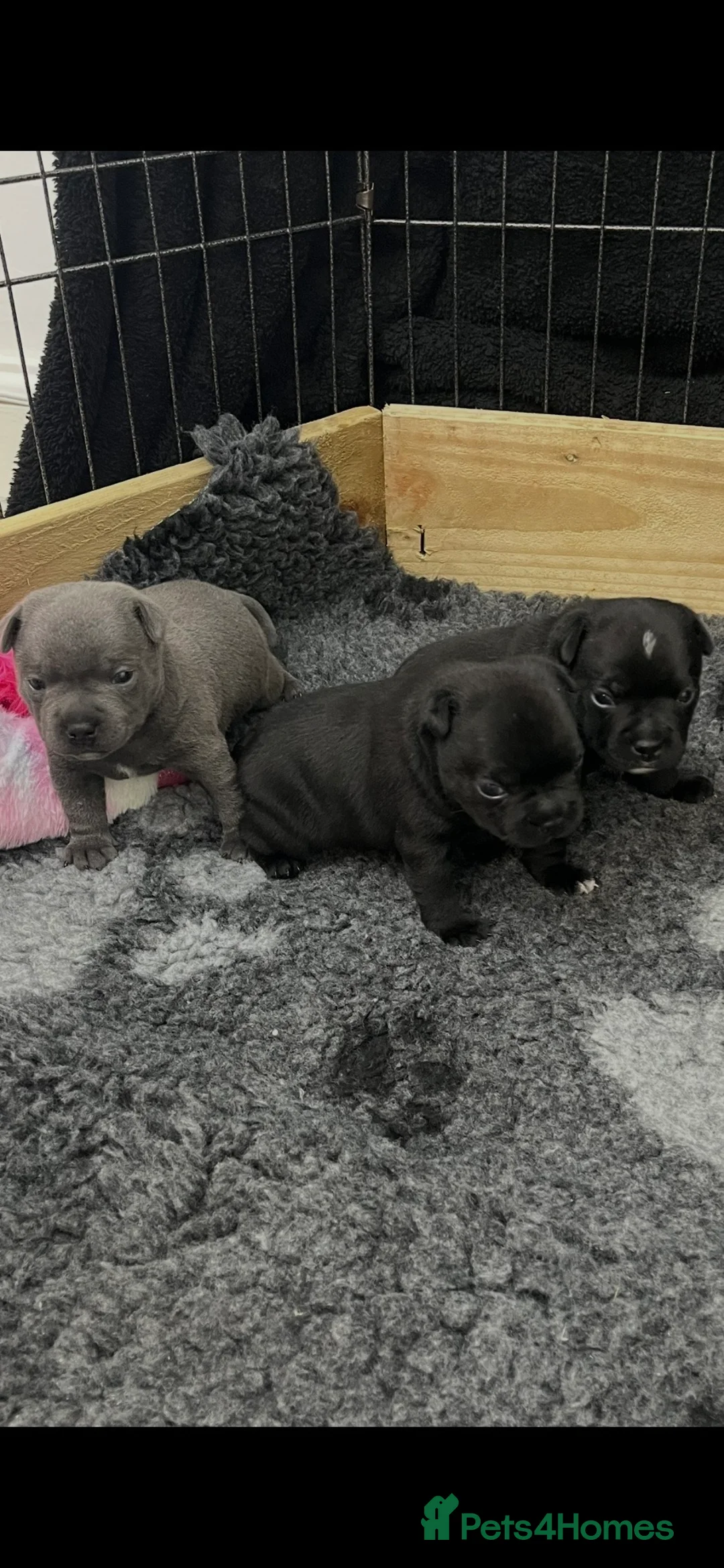 Staffordshire Bull Terrier dogs for sale: KC registered Staffordshire bull terrier puppy  - Advert 9