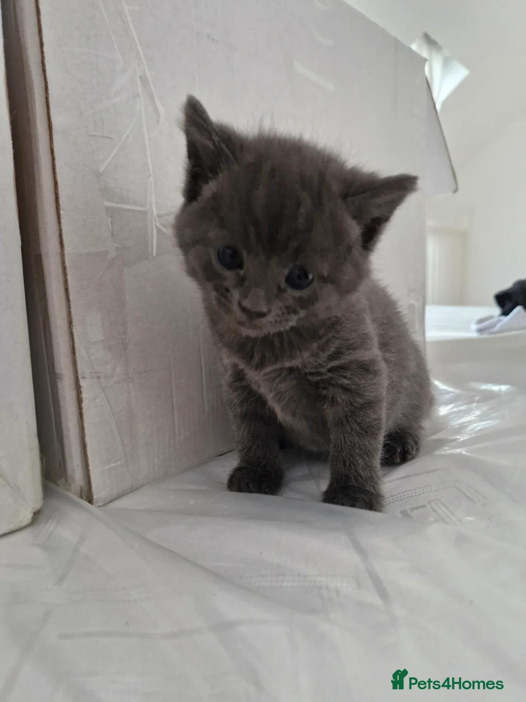 British Shorthair cats for sale: British Shorthair  - Advert 2