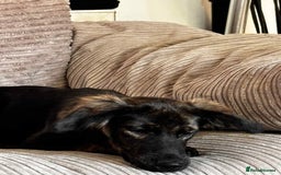 Mixed Breed dogs for adoption: Amaya is a gorgeous pup looking for the best home - Image 4