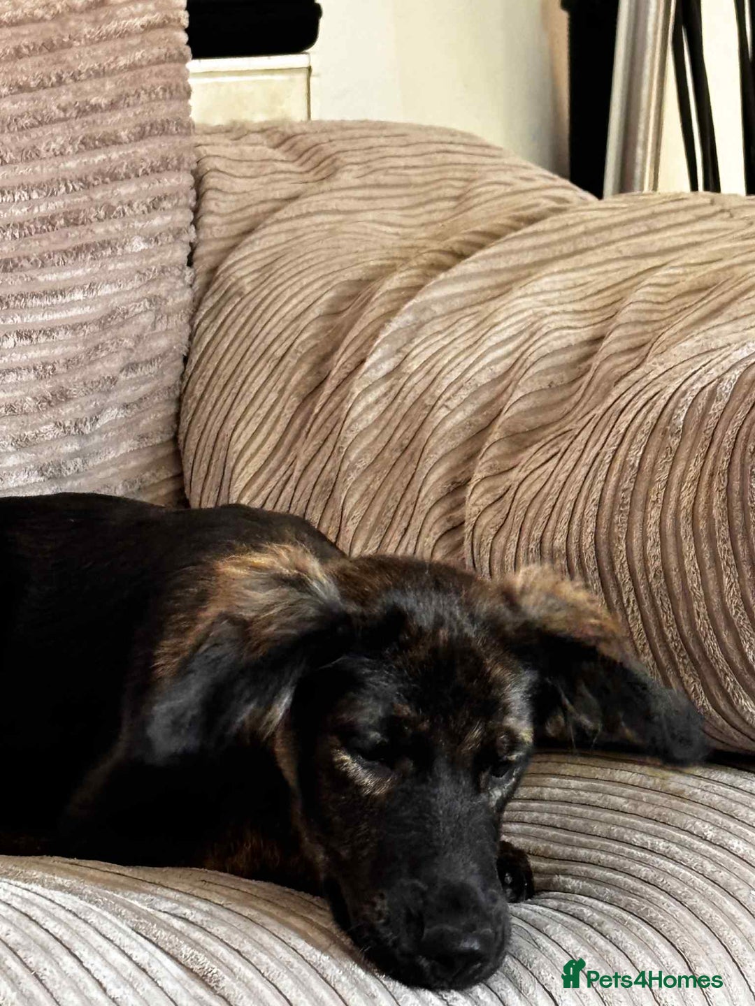 Mixed Breed dogs for adoption: Amaya is a gorgeous pup looking for the best home - Image 4