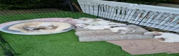 Bichon Frise dogs for sale: Bichon puppies for sale - Advert 2