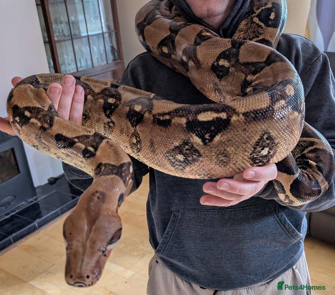 Boa Snake reptiles for sale: Boa comstrictor  - Image 1