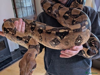 Boa Snake reptiles - Advert 1