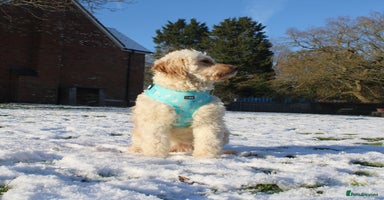 Mini Goldendoodle dogs - Advert 6