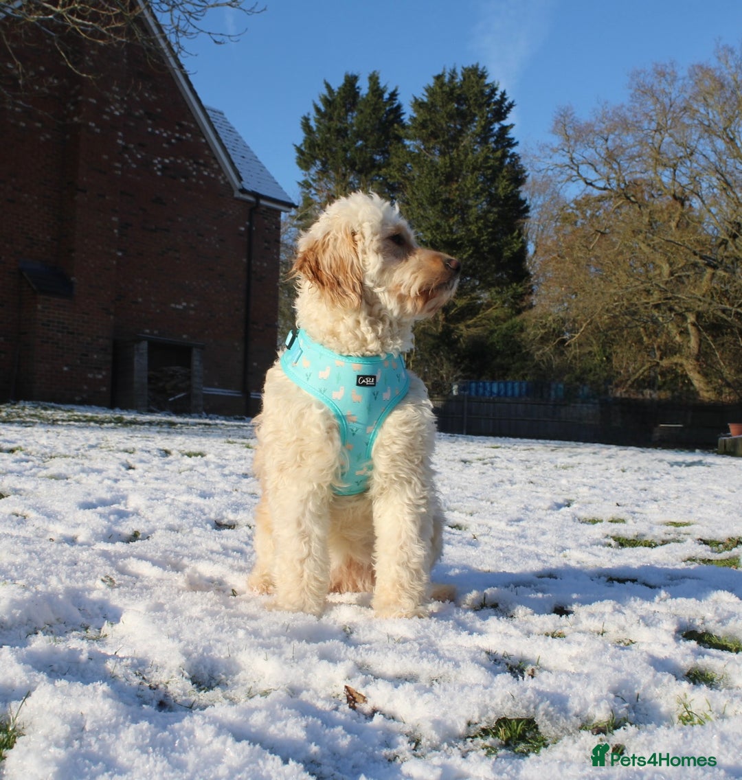 Mini Goldendoodle dogs for sale: Miniature Goldendoodle Puppies – Therapy Dog Mum - Image 6