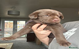 Mixed Breed dogs for sale: Chocolate Shepradors - Image 24