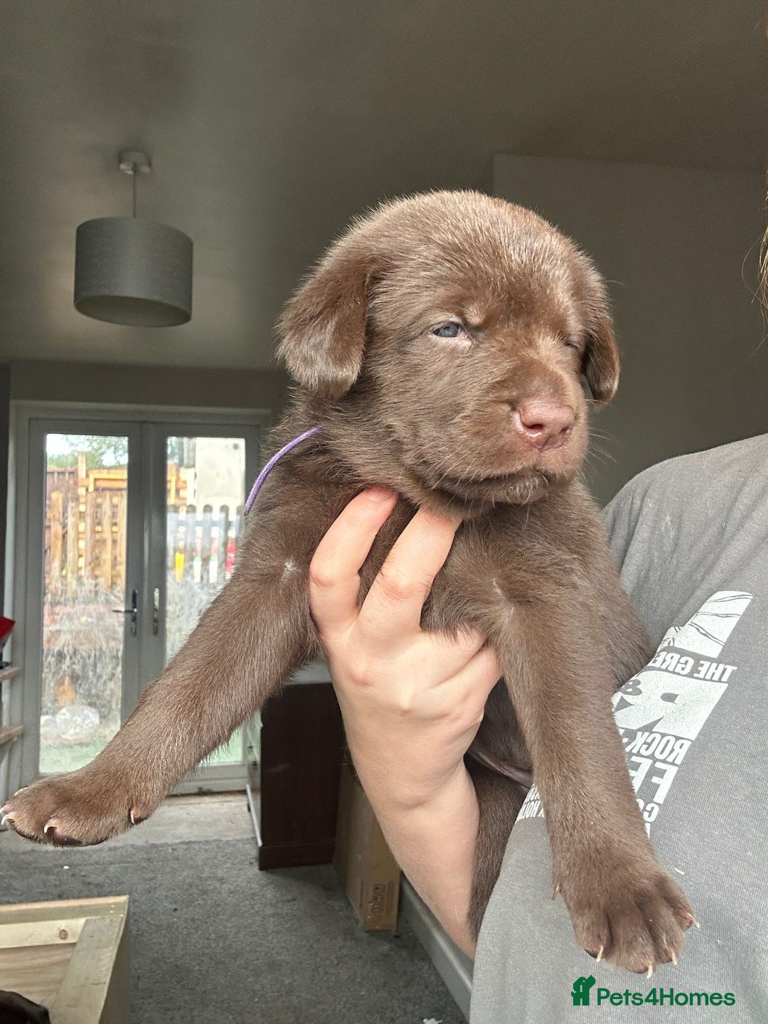Mixed Breed dogs for sale: Chocolate Shepradors - Image 24