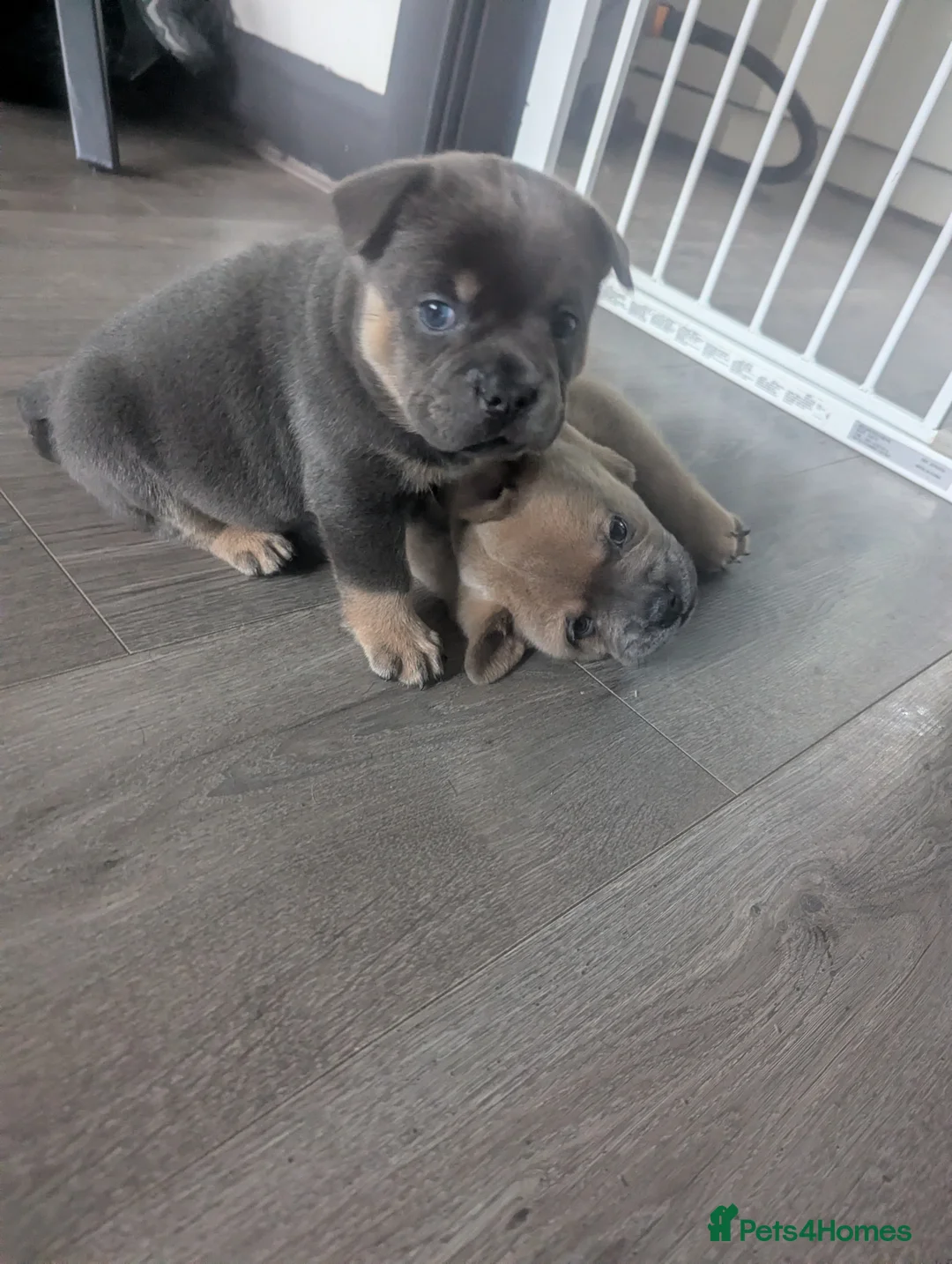 Mixed Breed dogs for sale:  3 Frow Frow girls available - Advert 11
